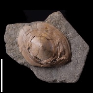 Berlieria  sp.
