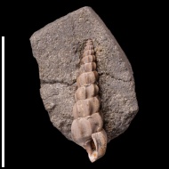 Dubariscala  korobceevensis (Gerasimov, 1992) 