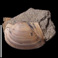 Grammatodon  pictum