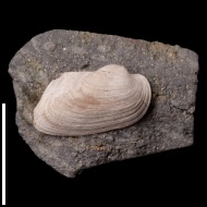 Grammatodon  rouilleri