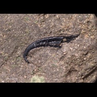 Onychites  sp.