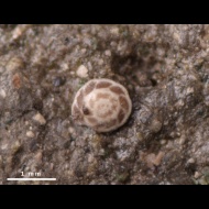 Epistomina  sp.