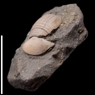 Phaenodesmia  rouillieri (Nikitin, Borisiak, 1904)