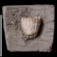 Trochocyathus  sp.