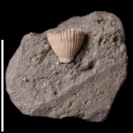 Trochocyathus  sp.