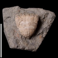 Trochocyathus  sp.