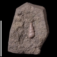 Pseudomelania  sp.