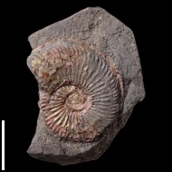 Plasmatites  sp.