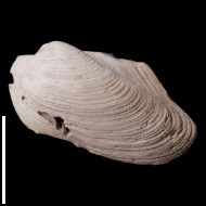 Grammatodon  rouilleri