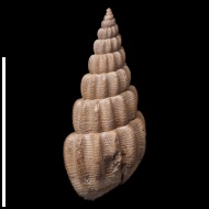 Plicacerithium  sp.