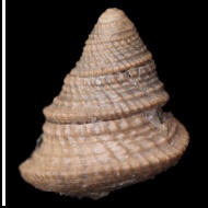 Ueckerconulus  sp.