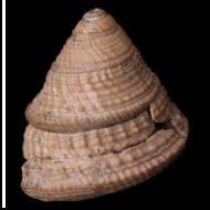 Ueckerconulus  sp.