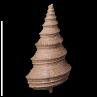 Bathraspira  aspera