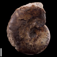 Anadesmoceras cf. subbaylei