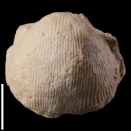 Cancrinella  sp.