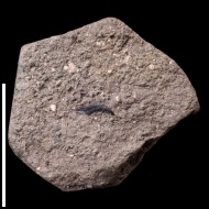 Onychites  sp.