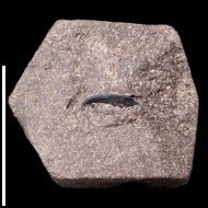 Onychites  sp.