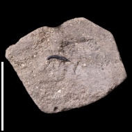 Onychites  sp.