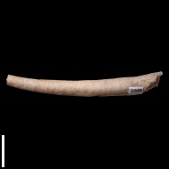 Laevidentalium  sp.