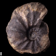 Anadesmoceras cf. subbaylei