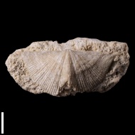 Neospirifer  sp.