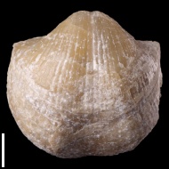 Choristites  sp.
