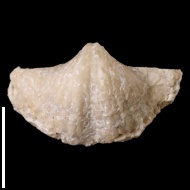Brachythyrina  sp.