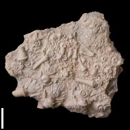 Archaeocidaris  rossica