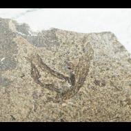 Aldanophyton  sp.