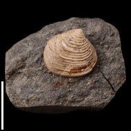 Pressastarte  elegansminor (Trautschold, 1860)