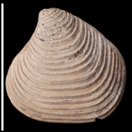 Pressastarte  elegansminor (Trautschold, 1860)
