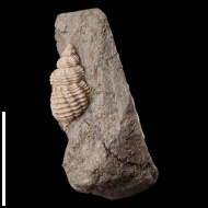 Maturifusus  sp.