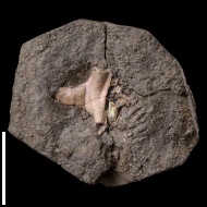 Rasenia  sp.