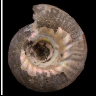 Rasenia  sp.