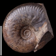 Oppelia  sp.