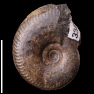Oppelia  sp.