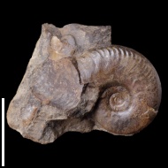 Oppelia  sp.