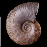 Oppelia  sp.