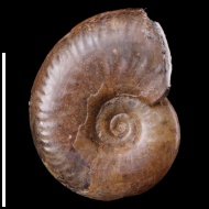 Oppelia  sp.