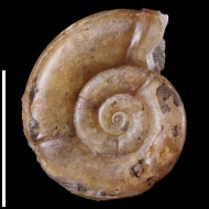 Nanolytoceras  sp.