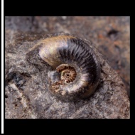 Plasmatites  zieteni
