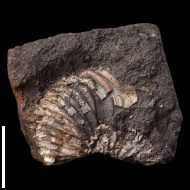 Prorasenia  bowerbanki