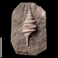 Dicroloma  sp.