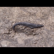 Onychites  sp.