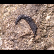 Onychites  sp.