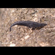 Onychites  sp.