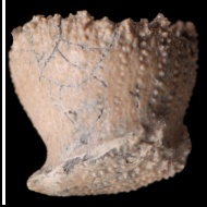 Trochocyathus  sp.