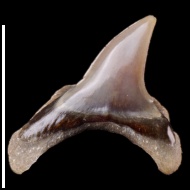 Alopias  hermani