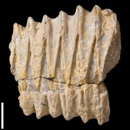 Rastellum  carinatum