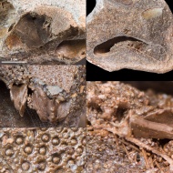 Nucleolites  solovjevi
